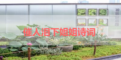 催人泪下姐姐诗词 