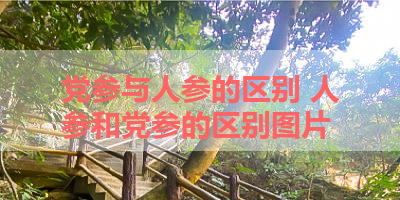 党参与人参的区别 人参和党参的区别图片