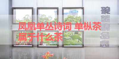 凤凰单丛诗词 单枞茶属于什么茶