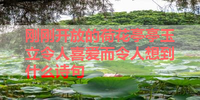 刚刚开放的荷花亭亭玉立令人喜爱而令人想到什么诗句 