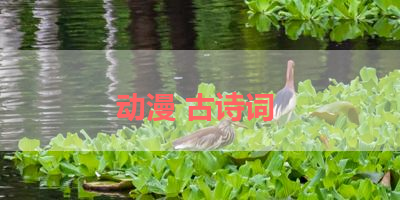 动漫 古诗词 