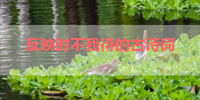 反映时不我待的古诗词 