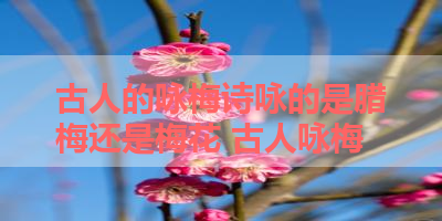 古人的咏梅诗咏的是腊梅还是梅花 古人咏梅