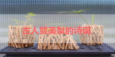 古人赞美梨的诗词 