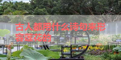 古人都用什么诗句来形容莲花的 