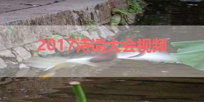 2017诗词大会视频 