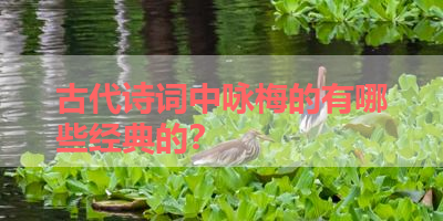 古代诗词中咏梅的有哪些经典的？ 