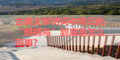 古典文学诗词中常见的“鹧鸪鸟”到底是怎么回事？ 