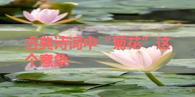 古典诗词中“菊花”这个意象 