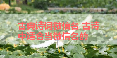 古典诗词微信名 古诗中适合当微信名的 