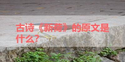 古诗《新荷》的原文是什么？ 