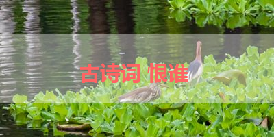 古诗词 恨谁 