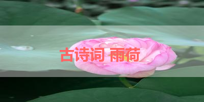 古诗词 雨荷 