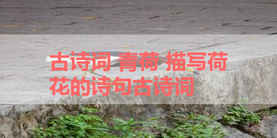 古诗词 青荷 描写荷花的诗句古诗词