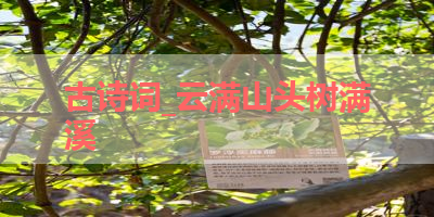 古诗词_云满山头树满溪 