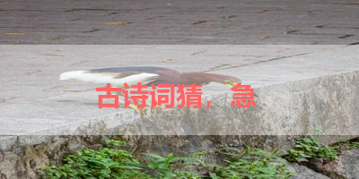 古诗词猜，急 