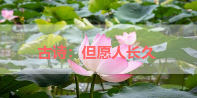 古诗：但愿人长久 