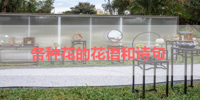 各种花的花语和诗句 