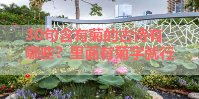 30句含有菊的古诗有哪些？里面有菊字就行。 