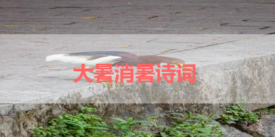 大暑消暑诗词 
