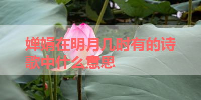 婵娟在明月几时有的诗歌中什么意思 