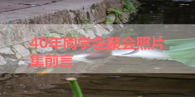 40年同学会聚会照片集前言 