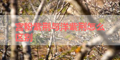 宫粉紫荆与洋紫荆怎么区别 