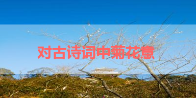 对古诗词中菊花意 