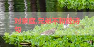 对家庭,兄弟不和睦诗句 