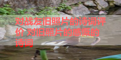 对战友旧照片的诗词评价 对旧照片的感慨的诗词