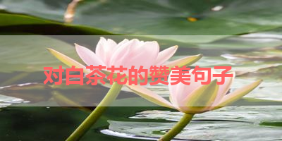 对白茶花的赞美句子 