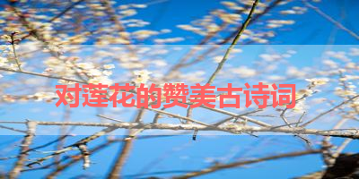 对莲花的赞美古诗词 